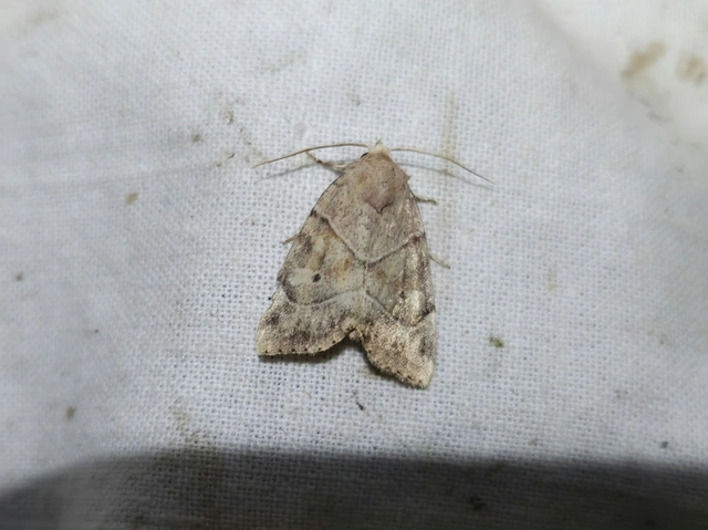 Cosmia trapezina - közönséges lombbagoly