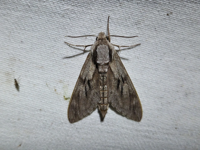 Hyloicus pinastri - fenyőszender