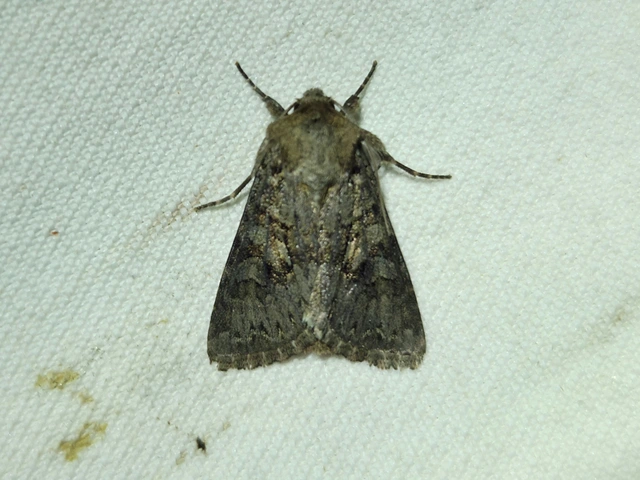 hamvas kertibagoly - Hada plebeja