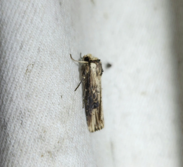 Axylia putris - vonalkás földibagoly