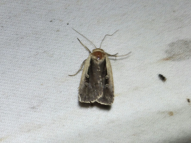 Ochropleura plecta - fehérszegélyű fűbagoly