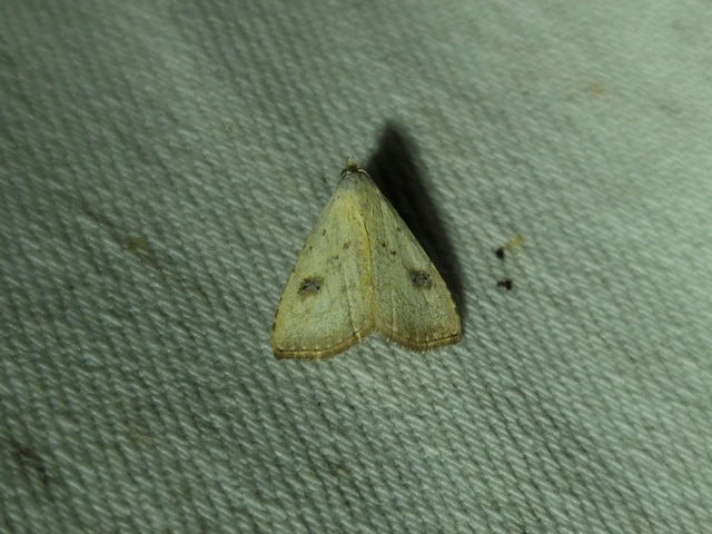 selymes lórombagoly - Rivula sericealis