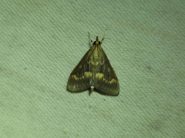 Ostrinia nubilalis - kukoricamoly