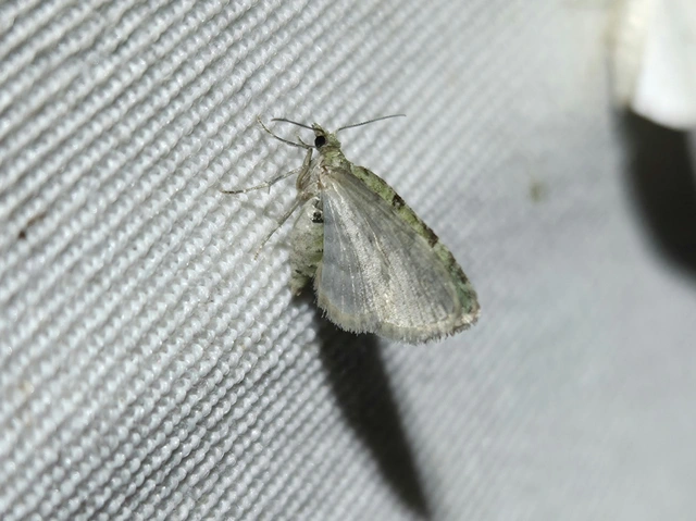 Chloroclystis v-ata - zöldes törpearaszoló