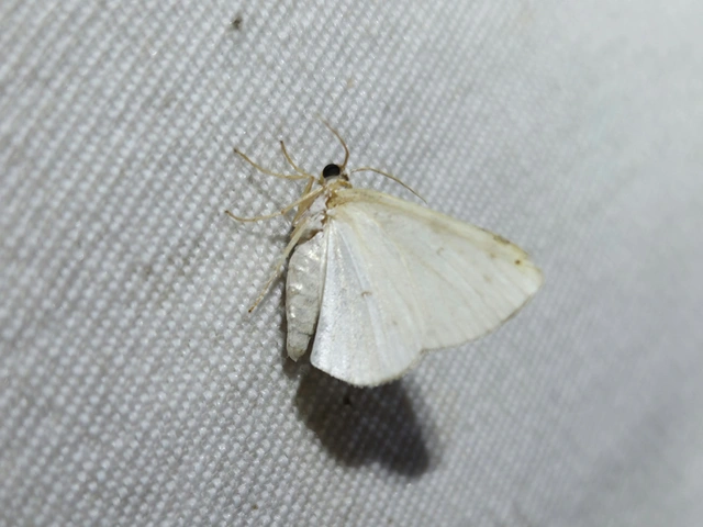 Lomographa