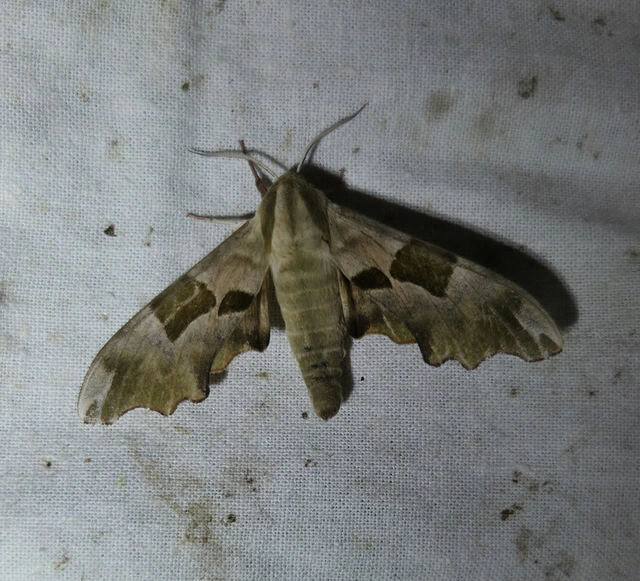 Mimas tiliae - hársfaszender