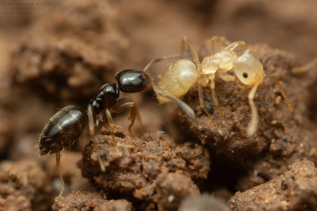 Plagiolepis pygmaea - lapos törpehangya