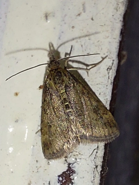 réti bíbormoly - Pyrausta despicata