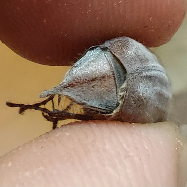 erdei cserebogár - Melolontha hippocastani