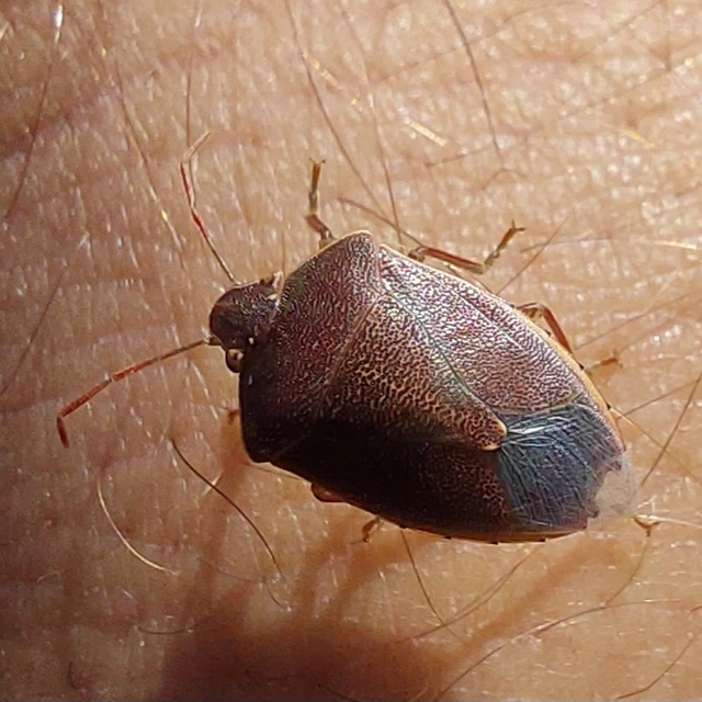 rőtcsápú vándorpoloska - Acrosternum heegeri