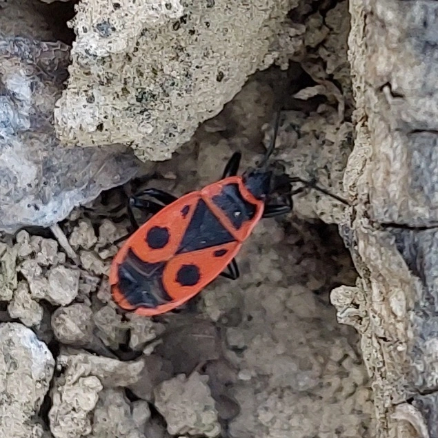 verőköltő bodobács - Pyrrhocoris apterus