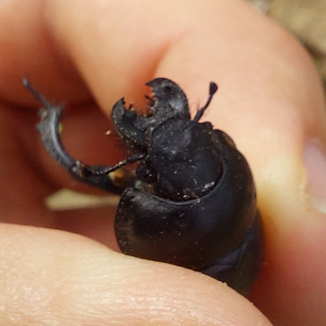 nagyfejű csajkó - Lethrus apterus