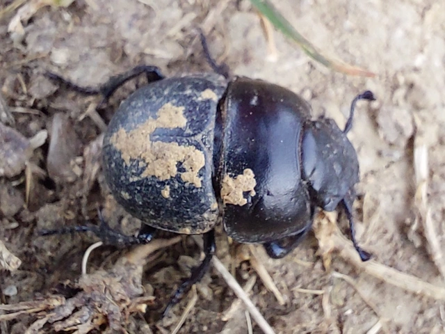 Lethrus apterus - nagyfejű csajkó
