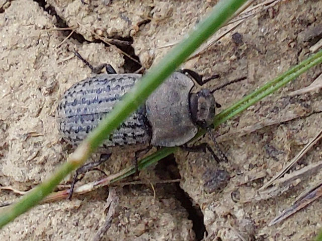 sároshátú gyászbogár - Opatrum sabulosum