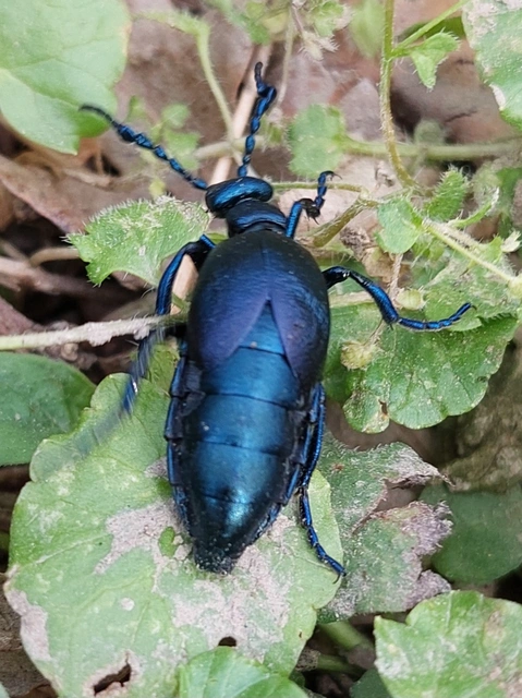 Meloe violaceus - kék nünüke