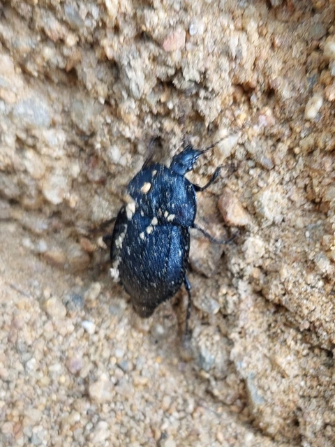 bordás csigarabló - Phosphuga atrata