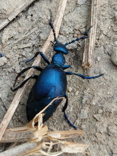 kék nünüke - Meloe violaceus