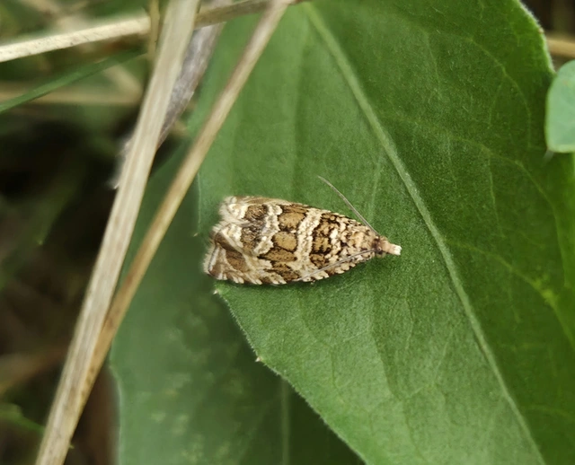 dudvasodró tükrösmoly - Celypha rivulana