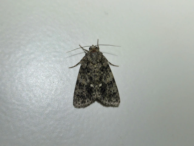 Acronicta rumicis - sóska-szigonyosbagoly