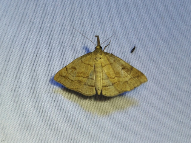 Polypogon gryphalis - láperdei karcsúbagoly