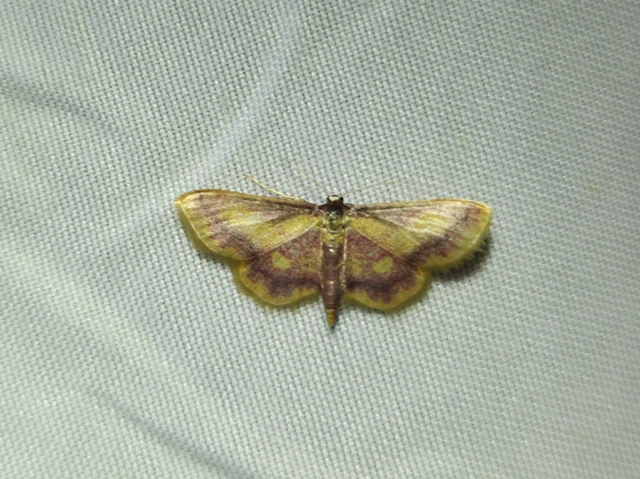 Idaea muricata - mocsári pirosaraszoló