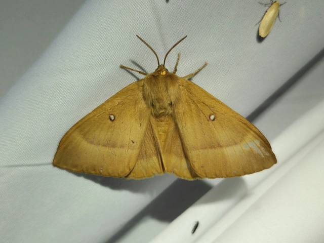 tölgyfaszövő - Lasiocampa quercus