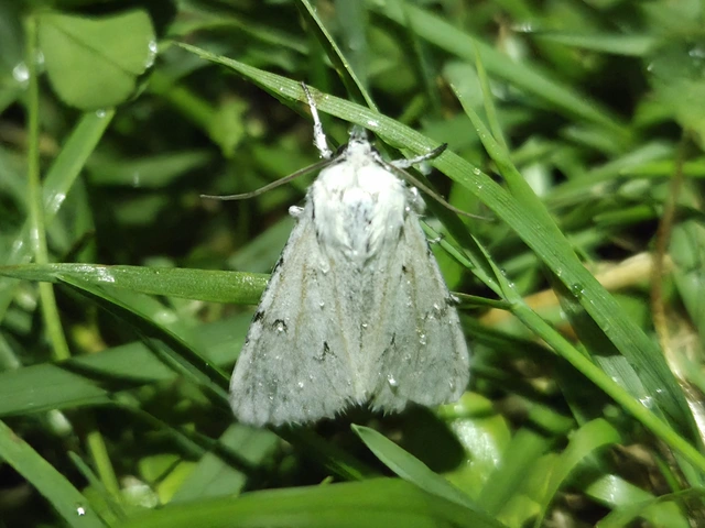 Acronicta leporina - fehér szigonyosbagoly