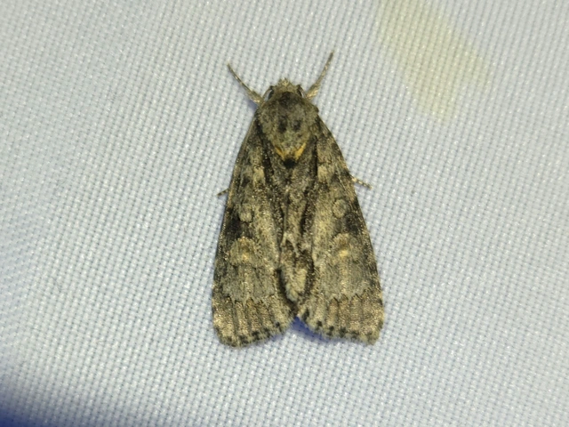 kis szigonyosbagoly - Acronicta strigosa