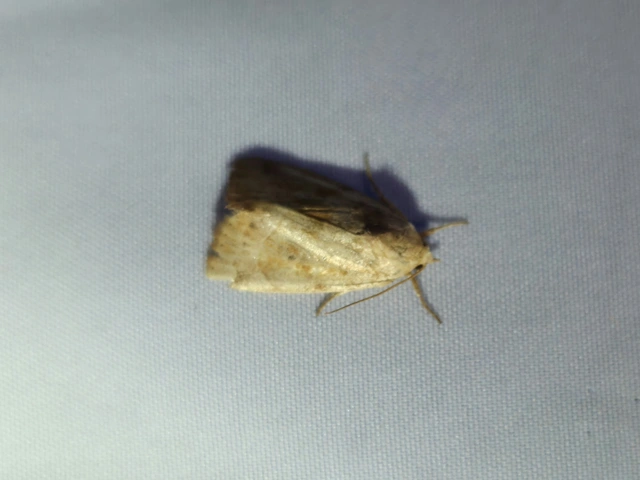 Cosmia trapezina - közönséges lombbagoly