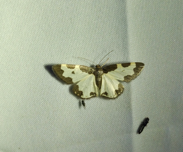 Lomaspilis marginata - szegélyes nyárfaaraszoló