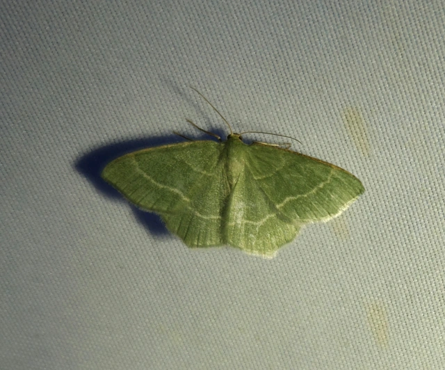 sárgászöld araszoló - Chlorissa cloraria