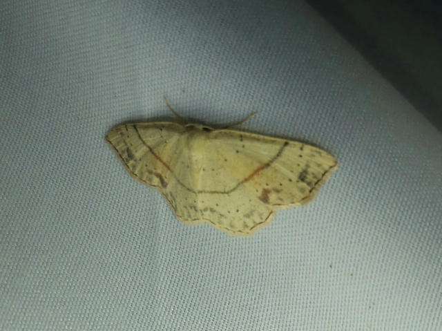 Cyclophora punctaria - sávos pettyesaraszoló