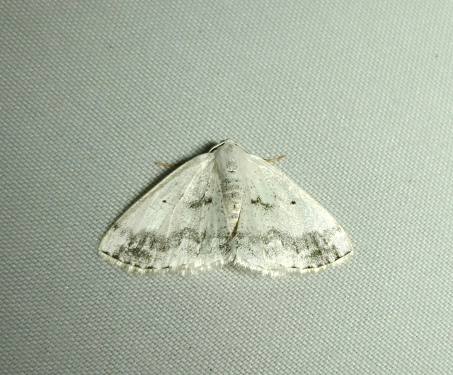 foltos fehéraraszoló - Lomographa temerata