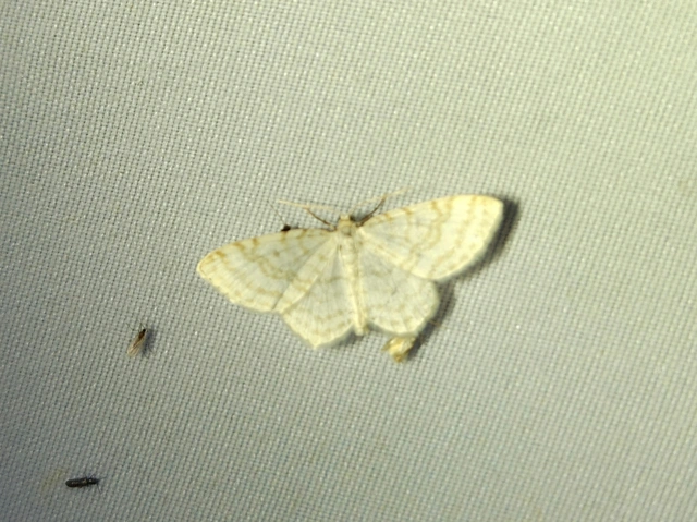 gyertyán-fehéraraszoló - Asthena albulata