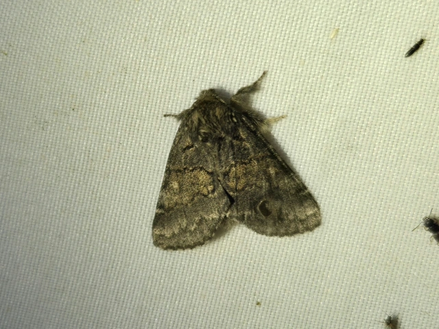 kormos púposszövő - Gluphisia crenata