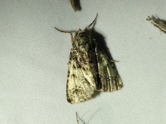 selyemfényű erdeibagoly - Polyphaenis sericata