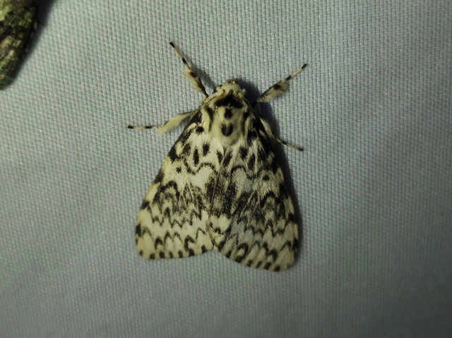 Lymantria monacha - apácalepke