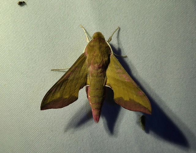 Deilephila porcellus - piros szender