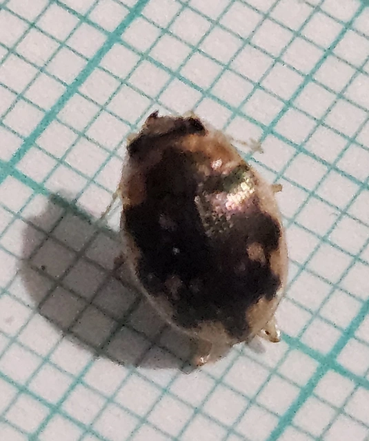 Omophron limbatum - gömböcfutó