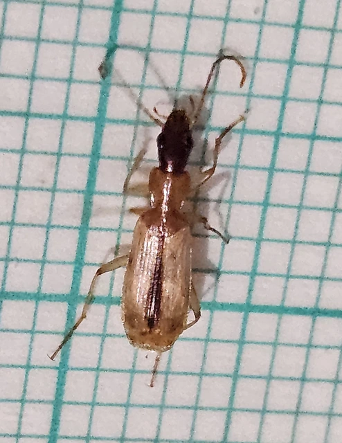Paradromius longiceps - hosszúfejű kéregfutó