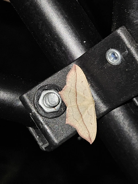 Timandra comae - piroscsíkos csipkésaraszoló