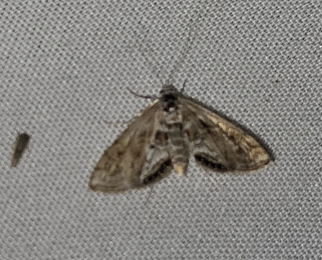 Cataclysta lemnata - békalencsemoly