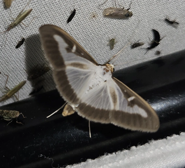 Cydalima perspectalis - puszpáng-tűzmoly