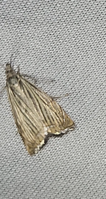 Chrysoteuchia culmella - kerti fűgyökérmoly