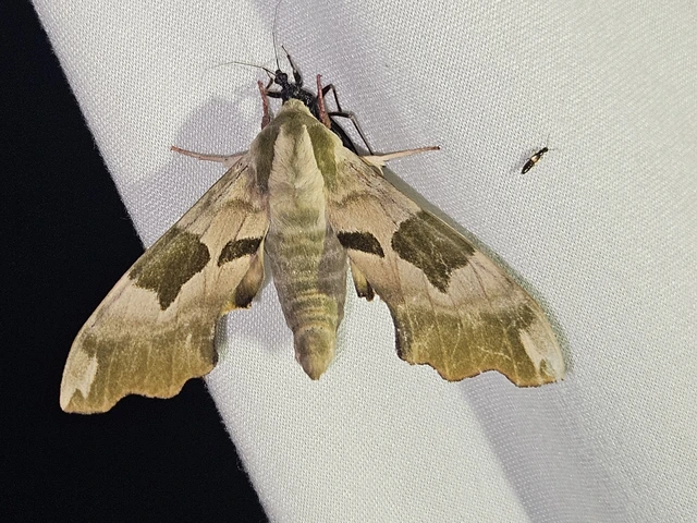 Mimas tiliae - hársfaszender