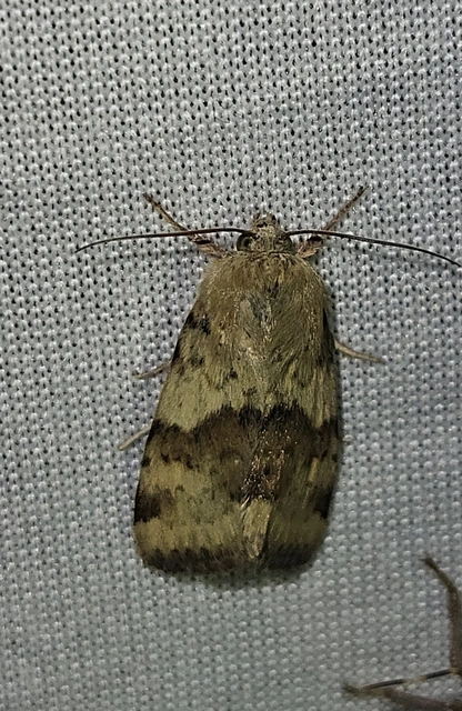 Heliothis viriplaca - mácsonyabagoly