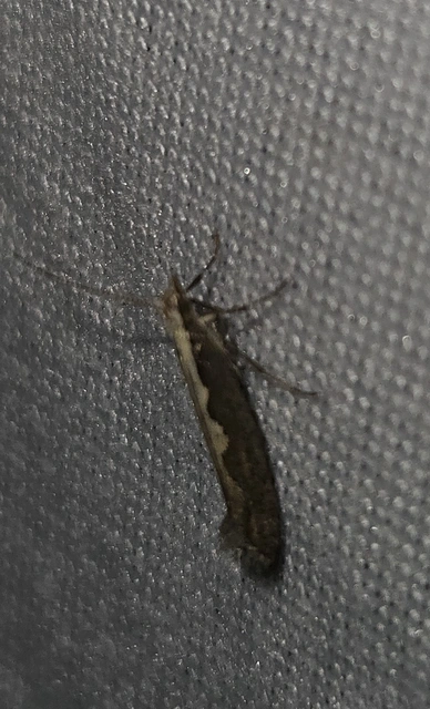 káposztamoly - Plutella xylostella