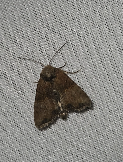 kétszínű dudvabagoly - Mesoligia furuncula