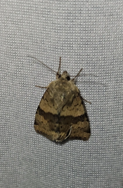 mácsonyabagoly - Heliothis viriplaca