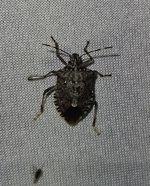 Halyomorpha halys - ázsiai márványospoloska